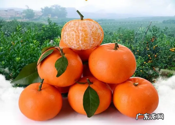 沃柑有酒味什么情况,沃柑有鱼腥味咋回事