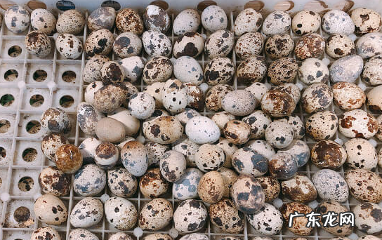 生的鹌鹑蛋能放多久,鹌鹑蛋能放多久