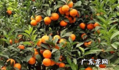 茂谷柑跟沃柑一样,茂谷柑好吃还是沃柑好吃