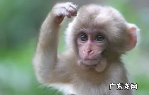 猴子是用什么来辨味,猴子的特点是什么