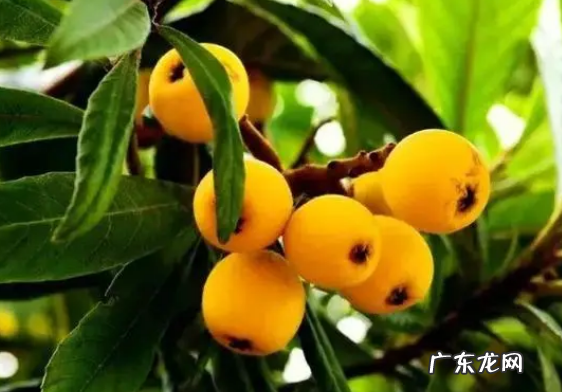 枇杷几月份成熟,枇杷什么季节成熟