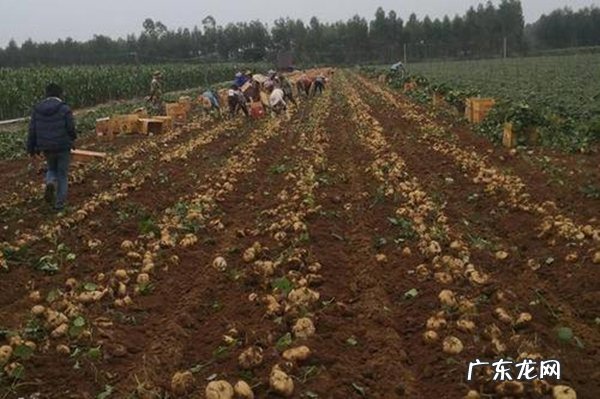 凉薯吃多了会怎么样,吃凉薯后胃疼是怎么回事