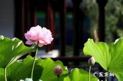 君子之花是指什么花,花中君子是哪种花的美称