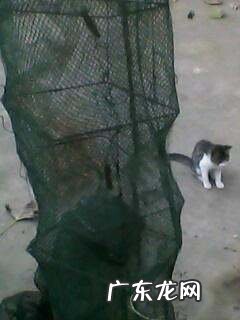 下地笼里边放什么,地笼子里面放什么东西抓的鱼多