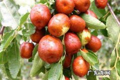 红枣变潮还能吃,干大红枣有点回潮了能吃么