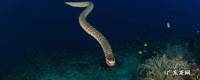 海蛇的特点和本领 海蛇的特点