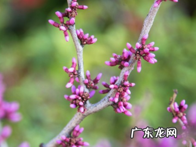 满条红和紫荆的区别,紫荆花树有几种品种