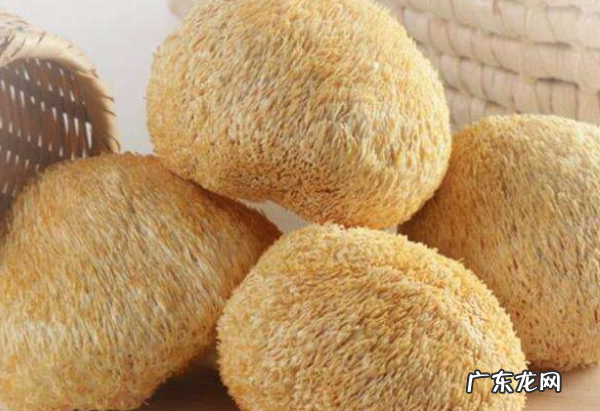 猴头菇生虫子怎么办,干猴头茹放久生小白虫能不能吃了