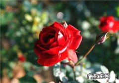 玫瑰花茶怎样保存,干吃玫瑰花茶会怎样