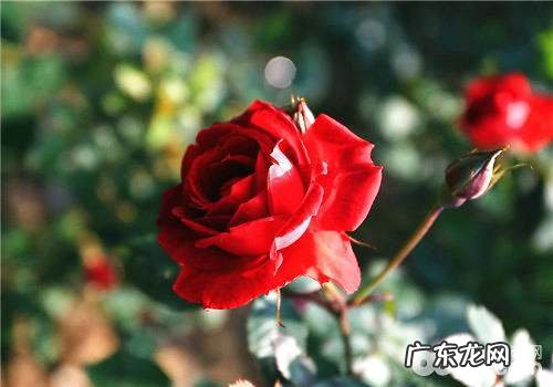 玫瑰花茶怎样保存,干吃玫瑰花茶会怎样
