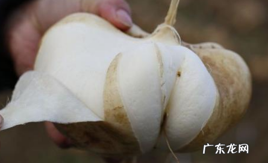 凉薯是水果还是蔬菜,凉薯是什么东西大全