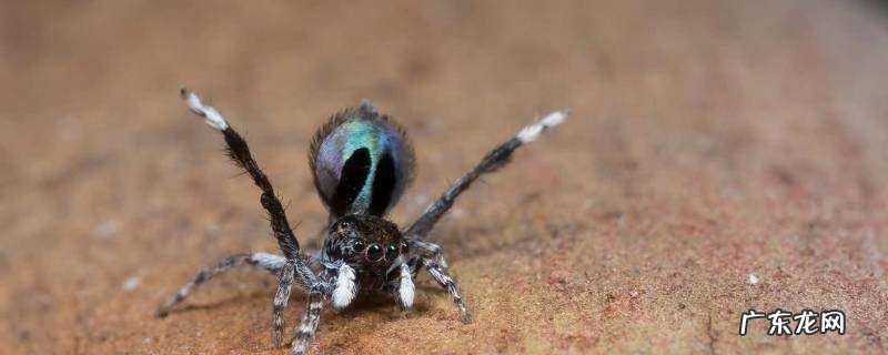 孔雀蜘蛛的体型 蓝脸孔雀蜘蛛的特点