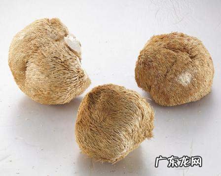 为什么猴头菇嚼不烂,泡了一天一夜的木耳还可以吃