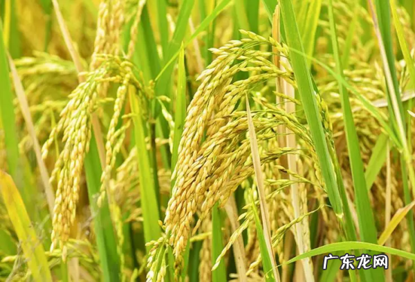 什么主粮生长周期最短,小麦价格今日价一斤多少钱