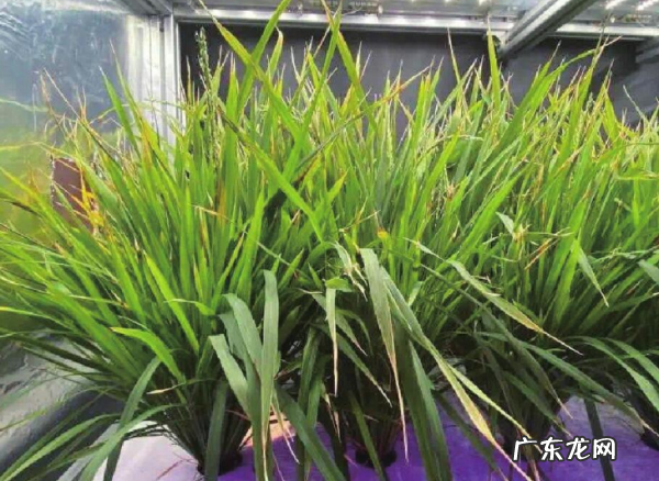 什么主粮生长周期最短,小麦价格今日价一斤多少钱