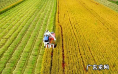 什么主粮生长周期最短,小麦价格今日价一斤多少钱