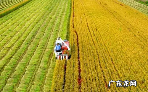 什么主粮生长周期最短,小麦价格今日价一斤多少钱