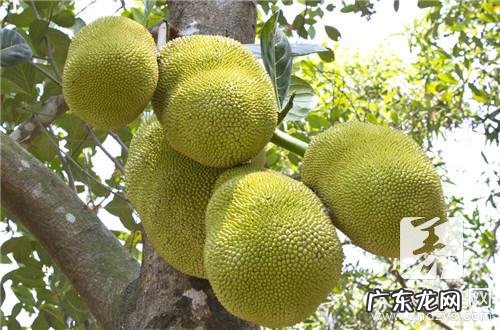 菠萝蜜核可以生吃,菠萝蜜种子生吃有毒