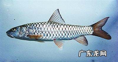 鱼辨别味道的方法,怎么区分一条鱼有没有泥土味道