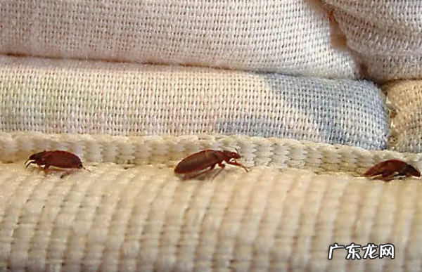 臭虫怕花露水,六神花露水和驱蚊花露水的功效与作用