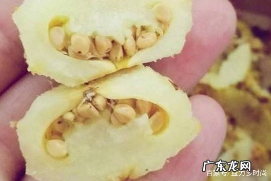 蛇皮果能带上飞机,蛇皮果能托运