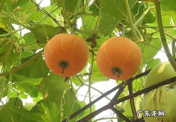 吃南瓜的好处是什么,你知道吃南瓜有什么好处英语