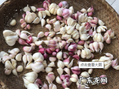 糖醋蒜为什么冒气泡,腊八蒜为什么会有气泡