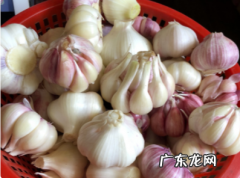 糖醋蒜为什么冒气泡,腊八蒜为什么会有气泡