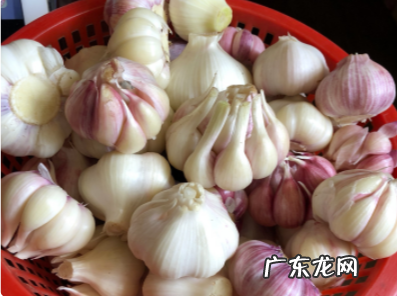 糖醋蒜为什么冒气泡,腊八蒜为什么会有气泡