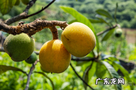 新鲜的枇杷怎么保存,枇杷果好吃