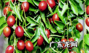冬枣冷冻后还能吃,冬枣冷冻后营养价值会减少