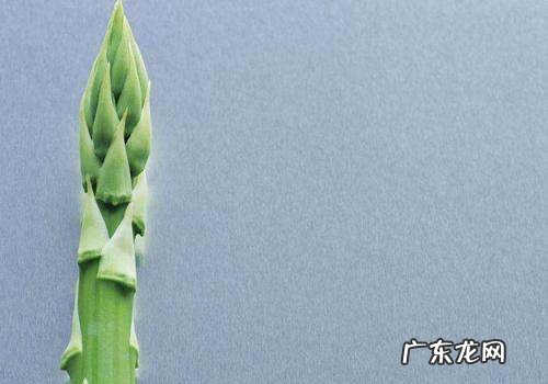 芦笋头上的花能吃,芦笋前面的花能吃