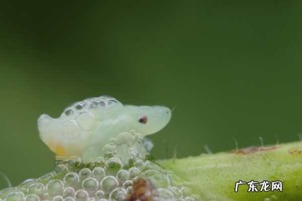 沫蝉的泡沫有毒,植物上面有白色泡沫是什么