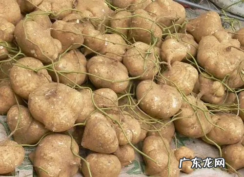 凉薯怎样储存能不烂,新鲜凉薯怎么保存不容易坏