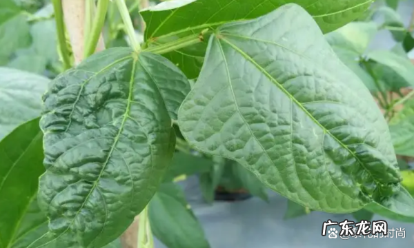 豆角叶有什么功效作用,豆角有什么功效和作用