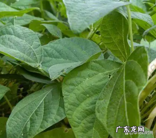 豆角叶有什么功效作用,豆角有什么功效和作用