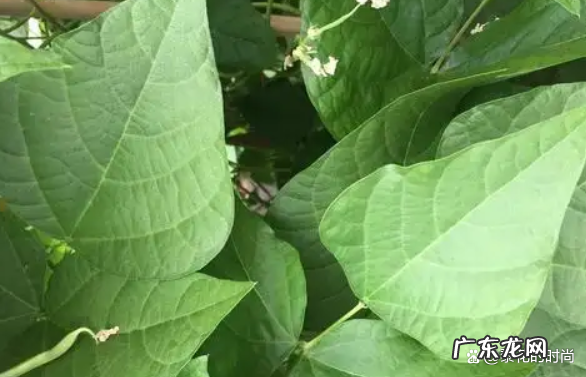 豆角叶有什么功效作用,豆角有什么功效和作用