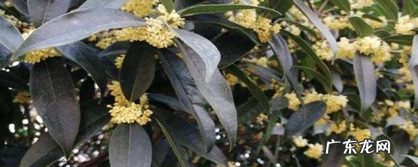 四季桂花开了一次怎么不开花了,四季桂花不开花是怎么回事