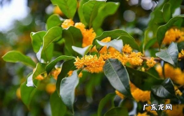 四季桂花开了一次怎么不开花了,四季桂花不开花是怎么回事