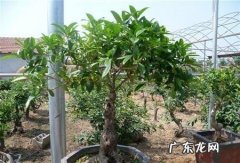 四季桂花开了一次怎么不开花了,四季桂花不开花是怎么回事