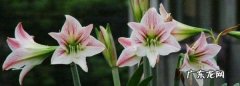 朱顶红花后怎么处理,朱顶红花后怎么养护和浇水