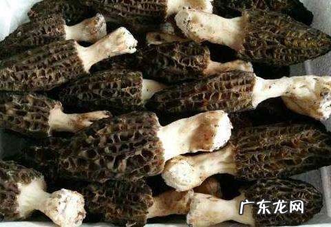 羊肚菌需要焯水,鲜羊肚菌需要焯水多久