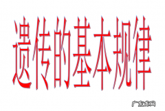 父本和母本的概念是什么,杂交的父本和母本有什么区别