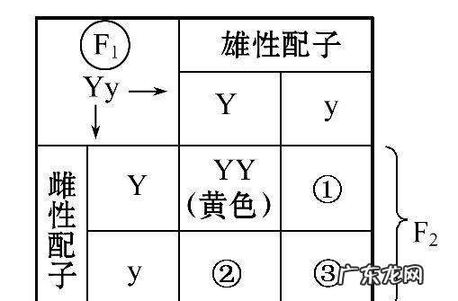 父本和母本的概念是什么,杂交的父本和母本有什么区别