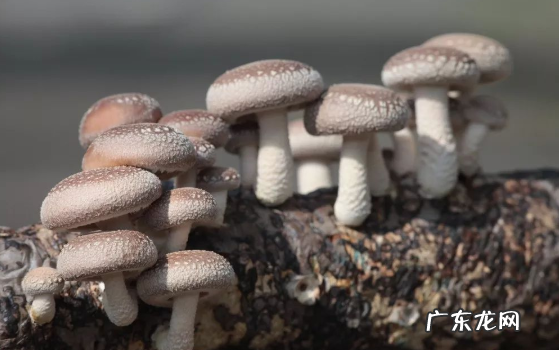 香菇几分钟能煮熟,香菇煮几分钟能熟