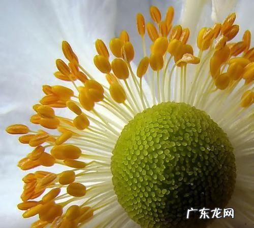 如何用单反拍微距,单反拍微距怎么设置参数