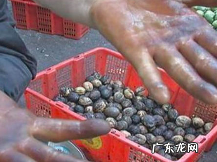 青皮核桃染黑手怎么洗,核桃青皮怎么去掉