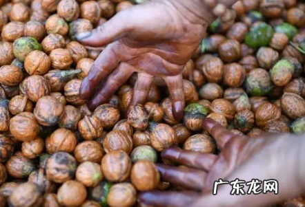 青皮核桃染黑手怎么洗,核桃青皮怎么去掉