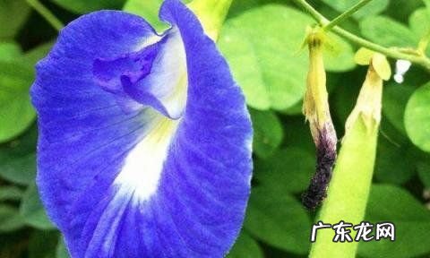 碟豆花是什么颜色,碟豆花是什么东西