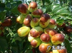 红枣生的是什么虫,鲜枣里面的虫子是怎么生成的